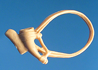 Teebo's Horn